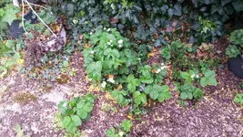 erdbeeren.webp
