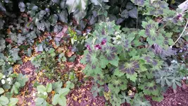 geranium samobor.webp
