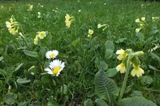 2014_0406Frühling0003.webp