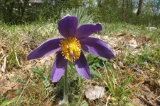 2014_0406Frühling0004.webp