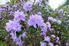 2014_0406Frühling0005 rhododendron.webp