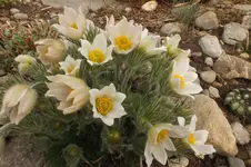 2014_0406Frühling0001.webp