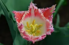 DSC_0003.webp