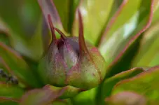 DSC_0007.webp