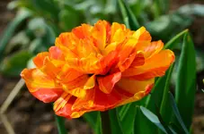 DSC_0008.webp