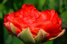 DSC_0011.webp