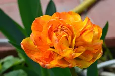 DSC_0016.webp