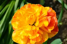 DSC_0017.webp