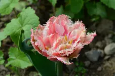 DSC_0019.webp