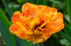DSC_0020.webp