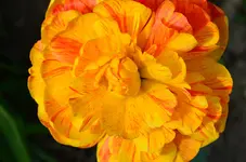 DSC_0021.webp