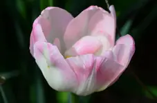 DSC_0022.webp