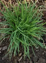 Schnittknoblauch.webp
