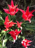 Tulpenrot1.webp
