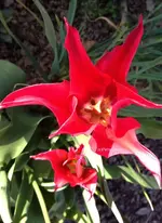 Tulpenrot2.webp