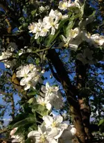 Apfelblüte1.webp