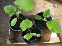 Butternut1.webp
