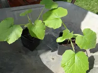Zucchini1.webp