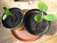 Zucchini3.webp