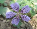 Geranium Stephanie.JPG