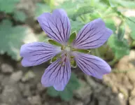 Geranium Stephanie.webp