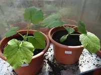 Zucchini2.webp