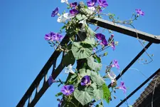 Prunkwinde 08.09.webp