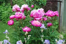 Päonie dunkelrosa.webp
