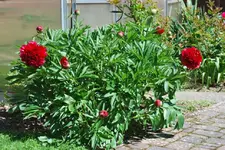 Bauernrose 3.6.10.webp