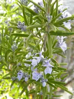 DSCN6995.webp
