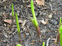 DSCN7017.webp