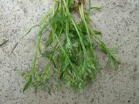 Unkraut 059.webp