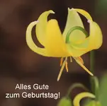 Forellenlilie_Gruss.webp