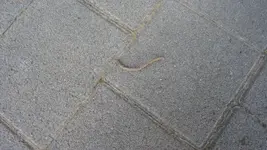 Regenwurm Pflasterung 1.webp