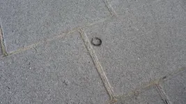 Regenwurm Pflasterung 2.webp