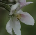 Apfelbluete 140413.webp