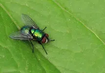 Fliege_Pfingstrose 140413.webp