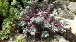 10169043_721770141177463_670296704_n.webp