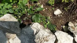 Schneckenfraß Echinacea.webp
