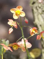 006.webp