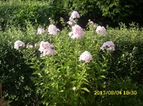 der Garten 164.webp