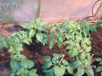 GWH links (2).webp