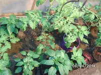 GWH links (3).webp