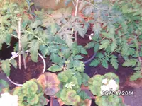 GWH rechts (3).webp