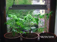 Fenstertommis.webp
