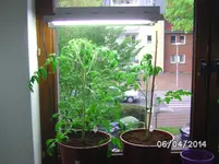 Fenstertommis (2).webp