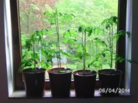 Fenstertommis (3).webp