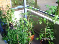 Balkontommis.webp