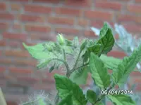 Gartenperle rosa (2).webp