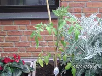 Gartenperle rosa.webp